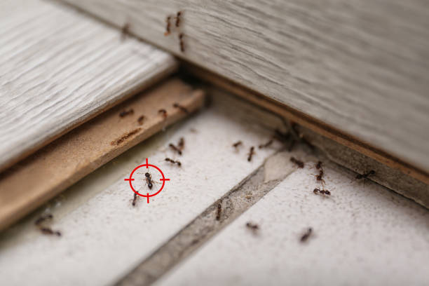 Best Ant Control Services  in Cache, OK