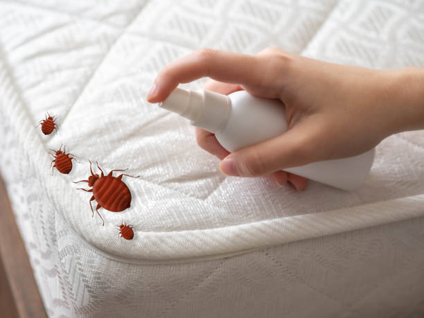 Best Exterminator Services  in Cache, OK