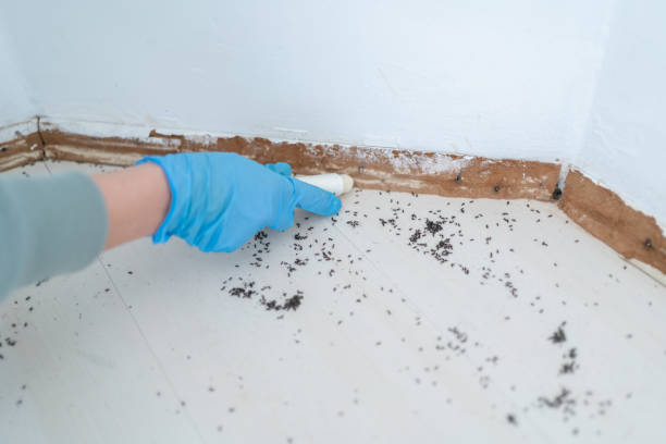 Best Local Pest Control Services  in Cache, OK